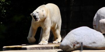 "Navigating the Legal Landscape: Climate Change Policies Across Nations