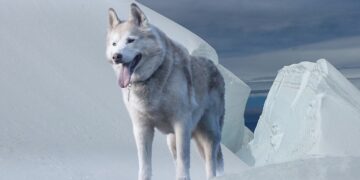 Global Strategies for a Sustainable Future