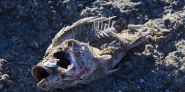 Global Warming: Urgent Issues and Impacts