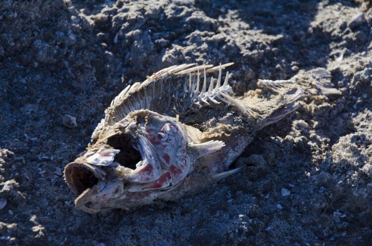 Global Warming: Urgent Issues and Impacts