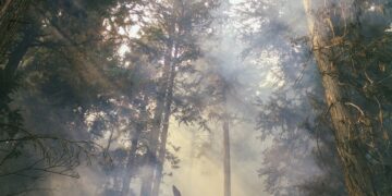 Global Warming Awareness Tips: Small Changes for a Big Impact
