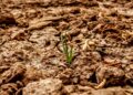 Unpacking Global Climate Policy Trends: Key Developments for 2023