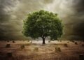 Unveiling the Link: How Deforestation Is Accelerating Climate Change