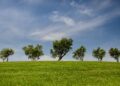 Unlocking A Greener Tomorrow: Simple Sustainable Living Tips for Everyday Life