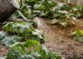 Sustainable Food Choices: A Simple Guide to Eating Greener Every Day