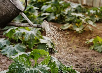 Sustainable Food Choices: A Simple Guide to Eating Greener Every Day