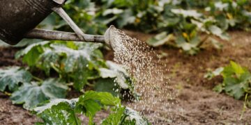 Sustainable Food Choices: A Simple Guide to Eating Greener Every Day