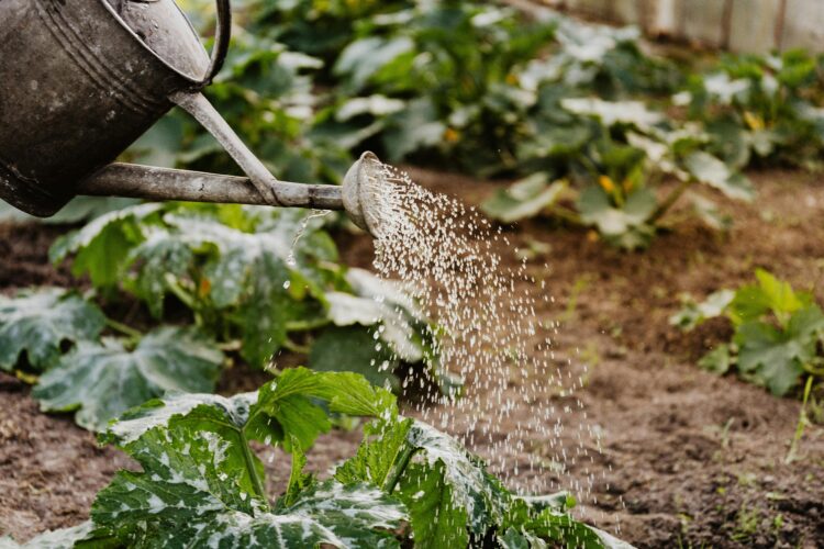 Sustainable Food Choices: A Simple Guide to Eating Greener Every Day