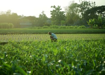 Thriving Crops in Warming Worlds: Innovations in Agriculture and Climate Change