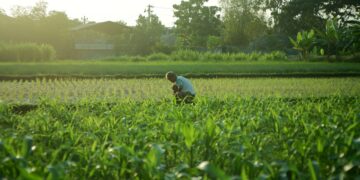 Thriving Crops in Warming Worlds: Innovations in Agriculture and Climate Change