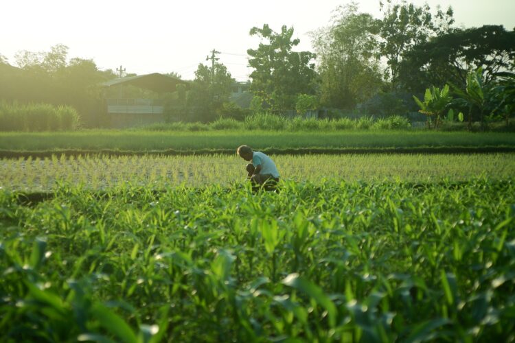 Thriving Crops in Warming Worlds: Innovations in Agriculture and Climate Change