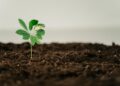 Pioneering the Future: The Green Tech Startups to Watch in Renewable Energy